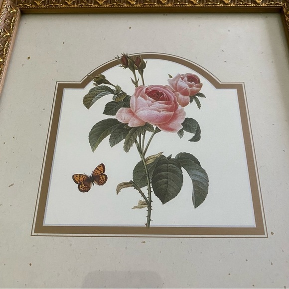 Garden Rose Botanical Illustration Print with butterfly gold frame 10x10 inch - Picture 4 of 5